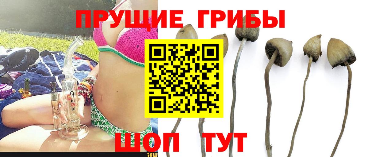 купить наркоту  Боровичи  Галлюциногенные грибы прущие грибы  Псилоцибиновые грибы Psilocybine cubensis 